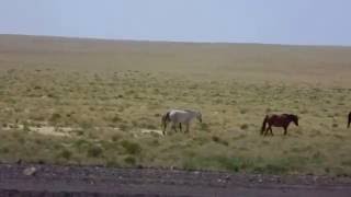 Лошади в степях Казахстана