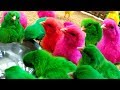 Beautiful chicks just born murgi hen small birds for kids