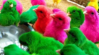 Beautiful chicks just 'BORN' murgi hen small birds for kids