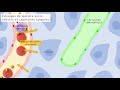 1st2s  echanges de matire entre cellules et capillaires sanguins