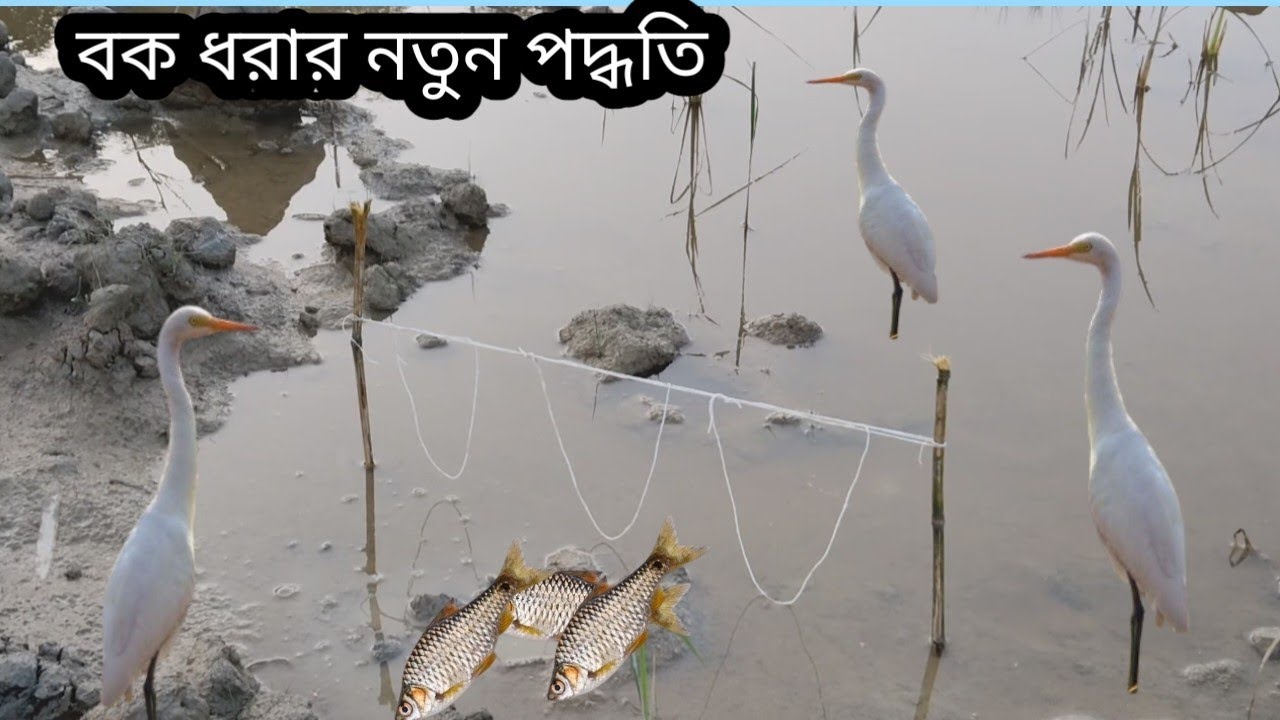 How to Make Heron Bird Trap Easy Hunting