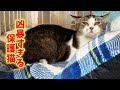 全く触れない人間不信の保護猫を病院に連れて行きます