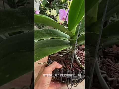 Video: Hidrogen peroksid orkide üçün təhlükəsizdirmi?
