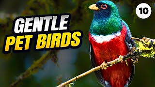 8 Top Gentle Pet Bird Species | Best Pet Birds in the World by Makoree Pet Corner 111 views 5 months ago 6 minutes, 47 seconds