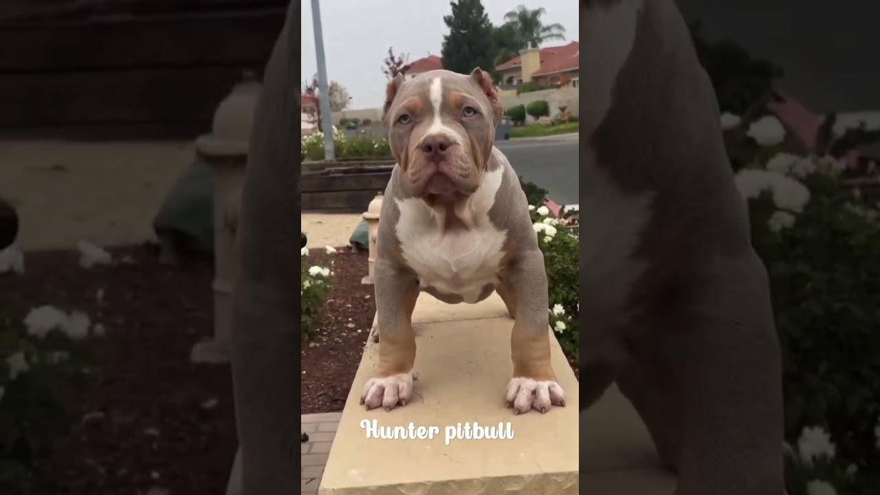 odd eyes pitbull / American bully /