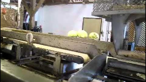 Cabbage cleaning line