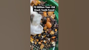 Can You SPOT The FOSSIL SHARK TOOTH? (pt. 12)