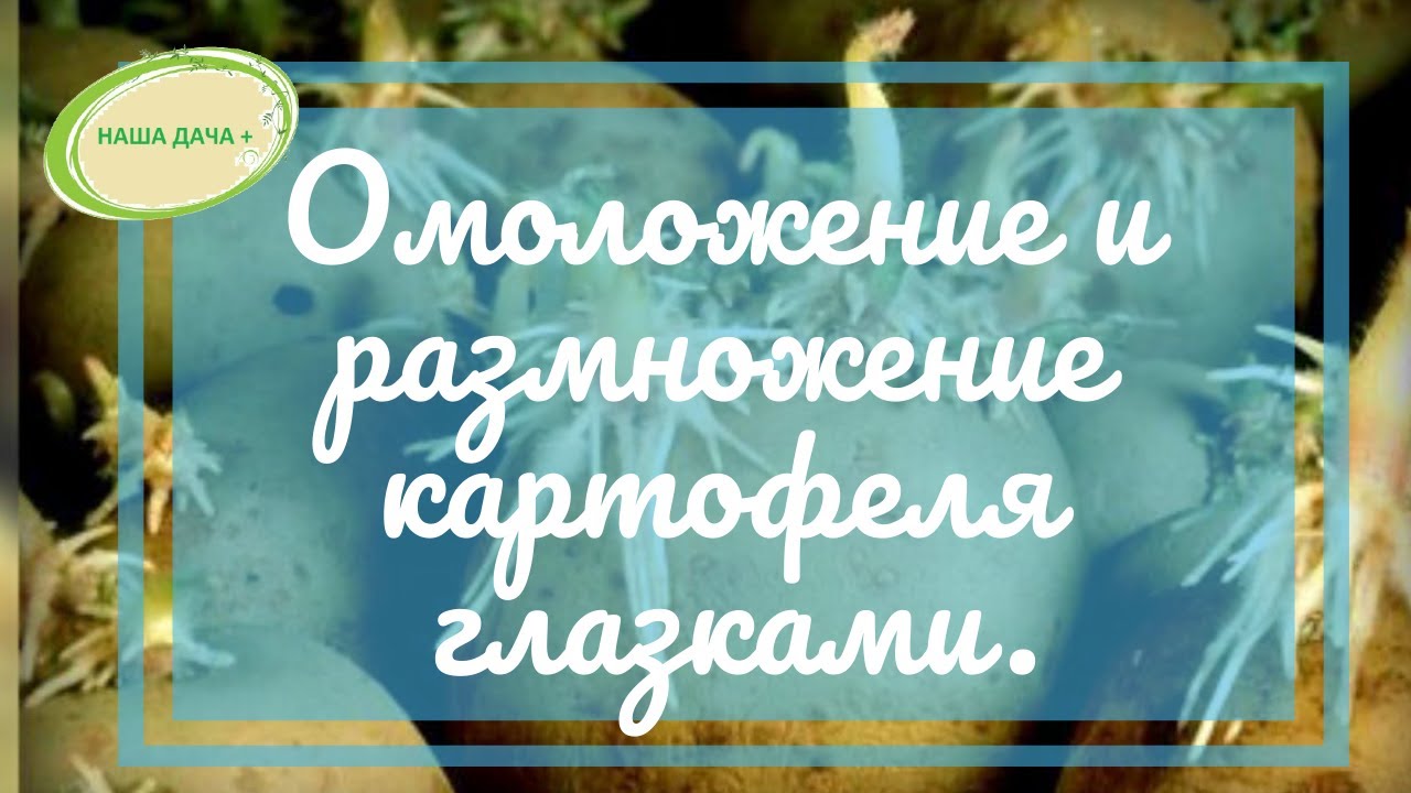 🥔🥔Омоложение и размножение картофеля глазками с материнским материалом. Марценюк Надежда