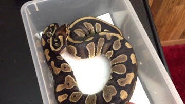 R&B Reptiles 2014 ball python update #1