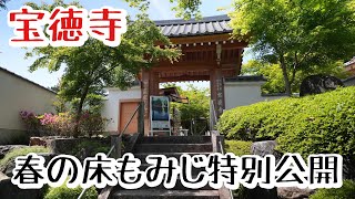 宝徳寺　「春の床もみじ特別公開」　青もみじが映え、鯉のぼりが風にゆられ、かざ車が回る宝徳寺、ぜひご覧ください！