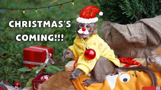 Baby Animals 4K -  Cutest Monkey KingKong Prepare for Christmas with Furry Friends | PET FRIENDS