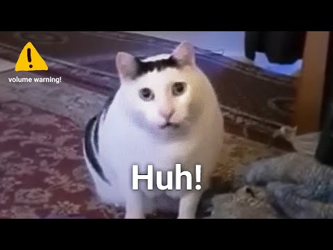 Huh Cat Meme Sound Variations In 60 Seconds