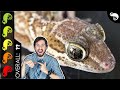 Pictus Gecko, The Best Pet Lizard?