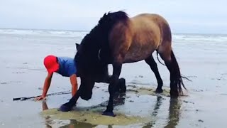 You won't reget when having a HORSE 😻Cute Horses and Human Videos