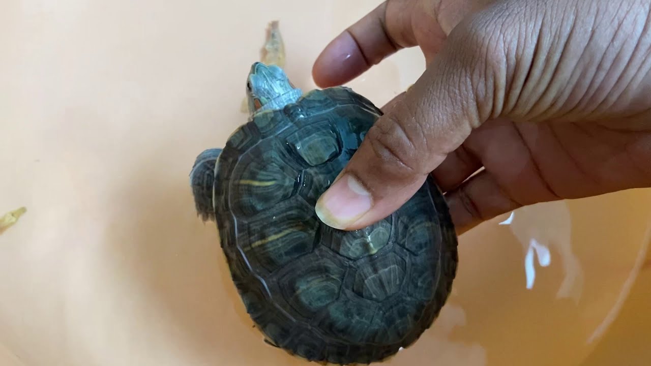 #Turtle