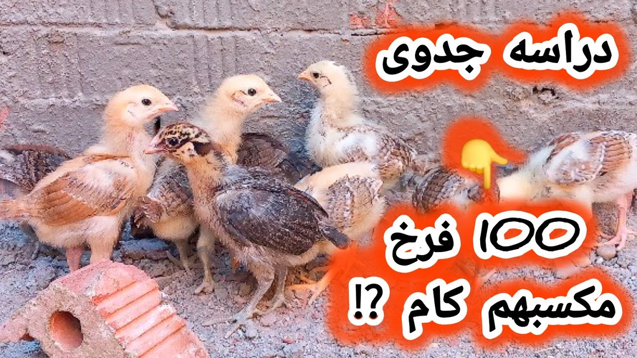 احدث دراسه جدوى مشروع 100 فرخه بلدي ايهما افضل تربية الفراخ البيضاء او تربية الفراخ البلدي ⁉️