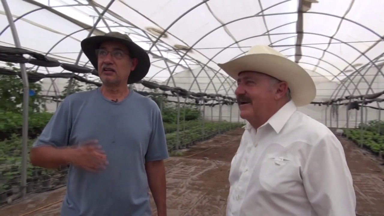 programa 52.- Como hacer un invernadero más económico.