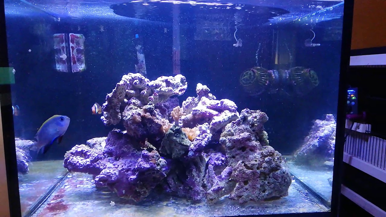 Nuovo acquario marino - YouTube