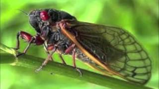A Cicada Nocturne