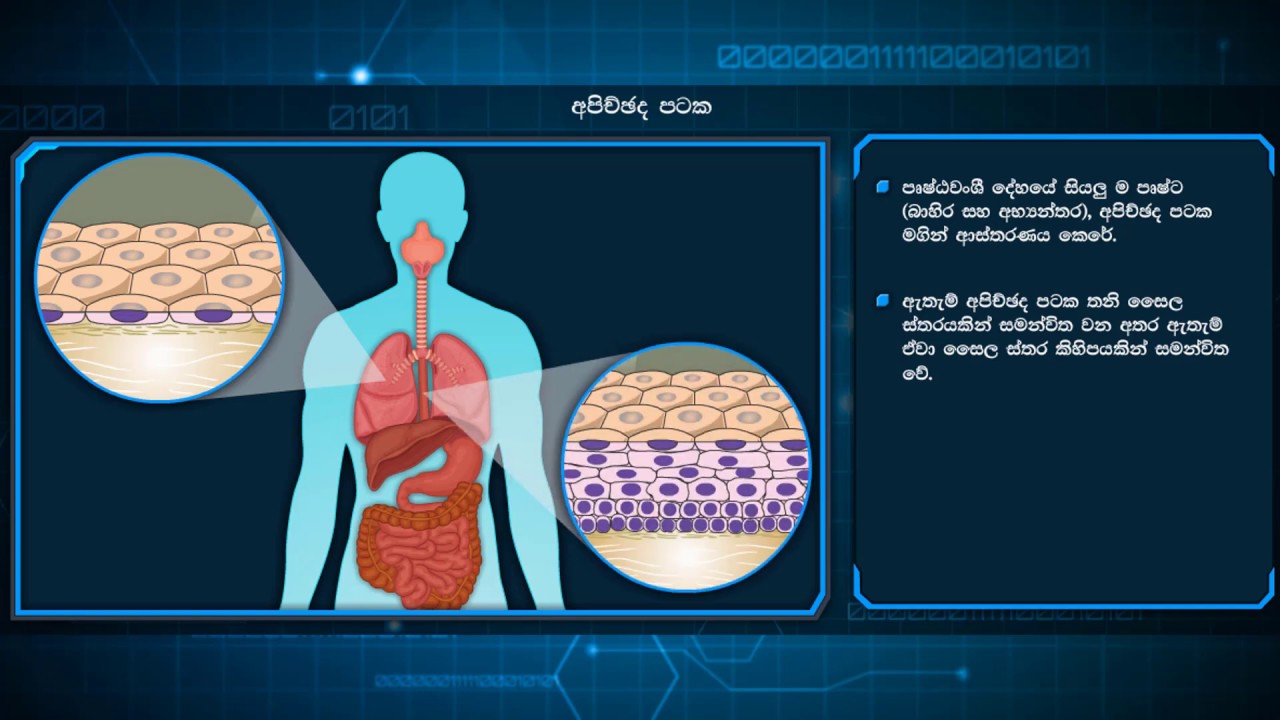 Sathwa Pataka / සත්ත්ව පටක - YouTube