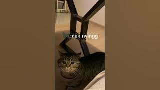 KUCING TIDAK RAMAH , KASI BINTANG 1
