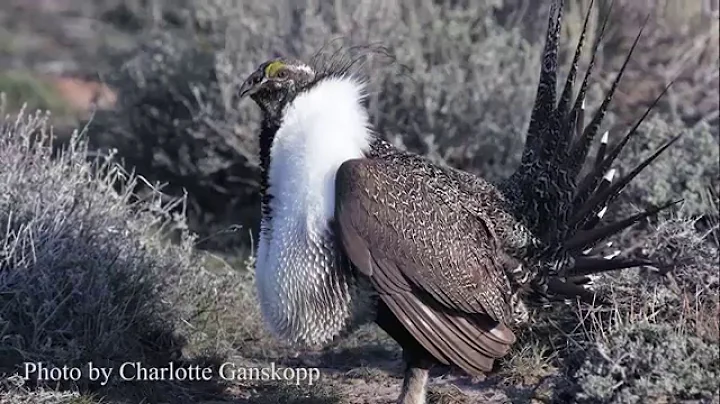Genetic connectivity in the Greater Sage-Grouse