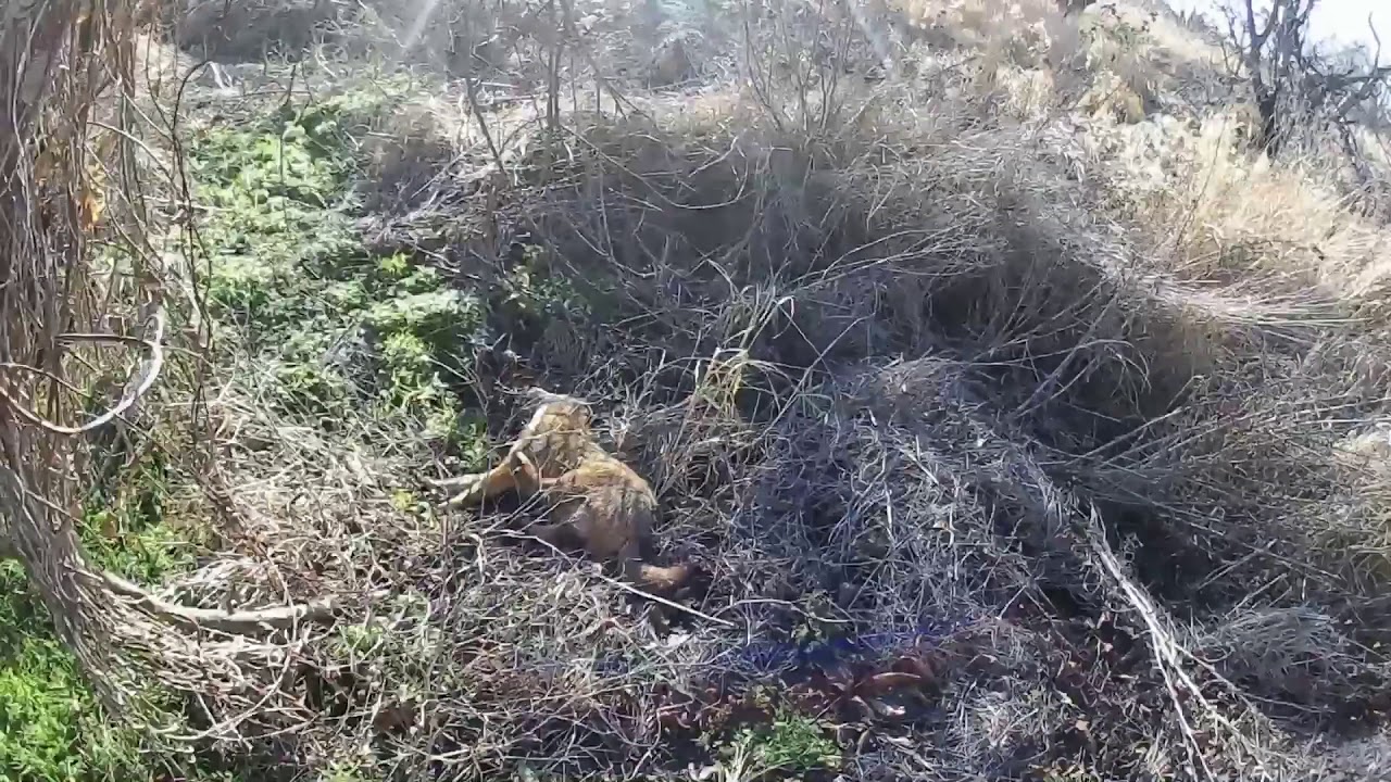 Охота на шакала. Сезон 2016