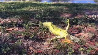 Falling iguanas due to cold weather