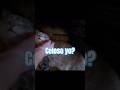 Amigos celosos #viralvideo #gatos