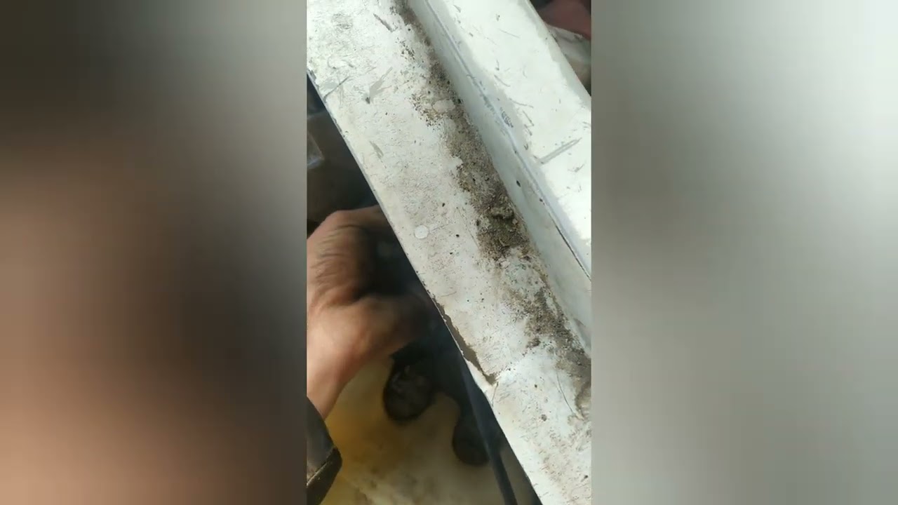 Sivicha pirvada jajgeniya.