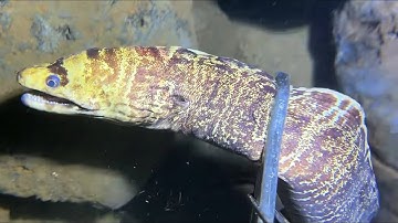 Diving under the sea to catch eels, crabs and sea cucumbers | Part 71-3