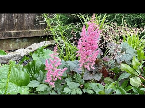 Astilbe In Pale Blooms - July 8