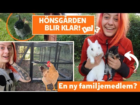 Hönsgården blir KLAR!
