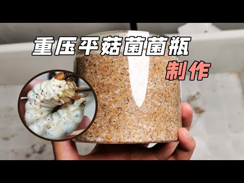 重压菌瓶初体验，用平菇菌冲击更大的甲虫记录吧~