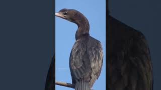 Cormorant Beauty