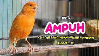 Suara PANCINGAN Kenari PAUD Belajar Bunyi Ngeriwik Kenari GACOR Panjang || Masteran Kenari Paud