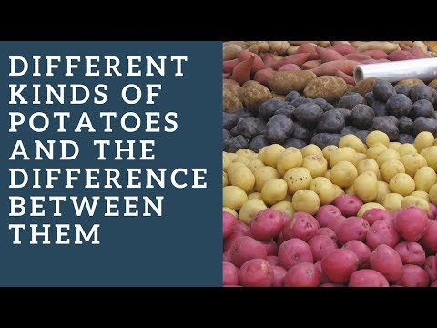 Video: The best potato varieties: description with photo