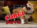 Corgi compilation. Funny and cute. Очаровательные Корги! Милые и смешные!