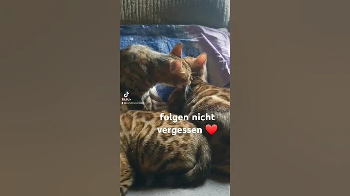 Video 9275731: bengalcat bengals, lovely bengalcat, bengal travel, bengal family