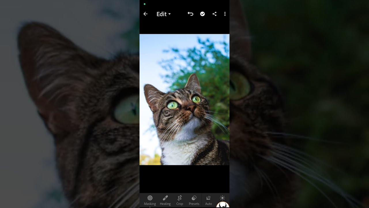 How to edit cute cat amazing and osm editing lightroom premium editing