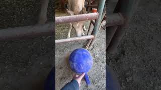 Baby Horse And Jolly Ball! #shorts #foal #babyanimals #horse #colt #cute #adorable