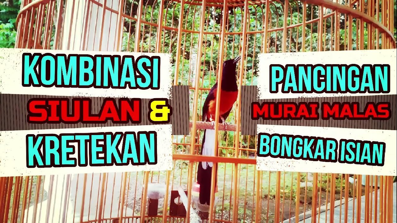 KOMBINASI SIULAN 🆚 KRETEKAN MURAI BATU❗PANCINGAN MURAI MALAS BONGKAR ISIAN
