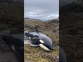 standard orcas whale rescued in Alaska