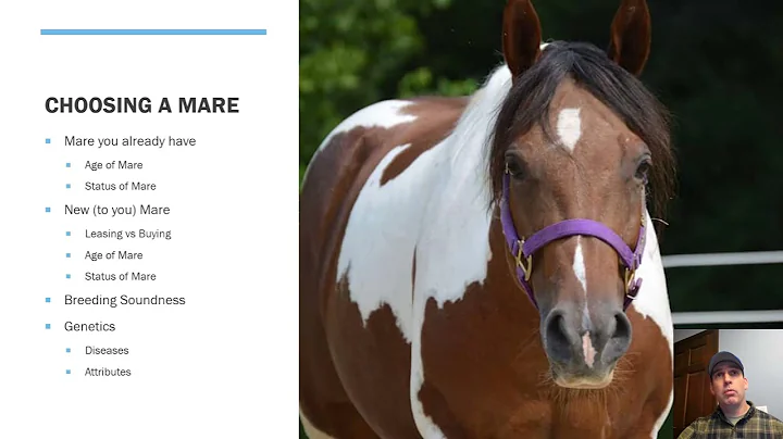 How to prepare your mare for a successful breeding...