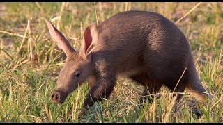 Daily Dose of Nature | The Secret 7 : Africa's Elusive Creatures