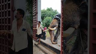 Puthur Balakrishnan Kerala elephant video.