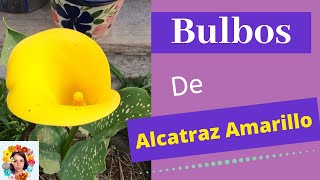 Siembra de Camotes o Bulbos de Alcatraz Amarillo, Cala o Cartucho. - YouTube