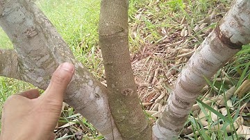 cách xử lý cho cây vải thiều ra hoa