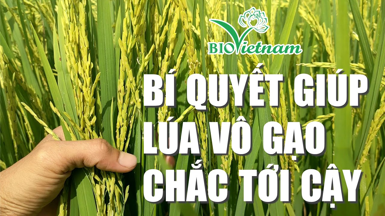 Bí quyết giúp lúa vô gạo chắc tới cậy - Bio vô gạo thần tốc