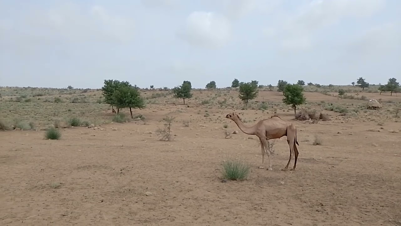 camel king of Desert It can travel long distances and travels easily across sandy areas. 